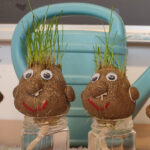 graskoepfe_2A_26_title