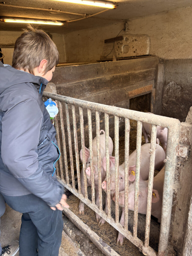 Besuch am Bauernhof Schifferl