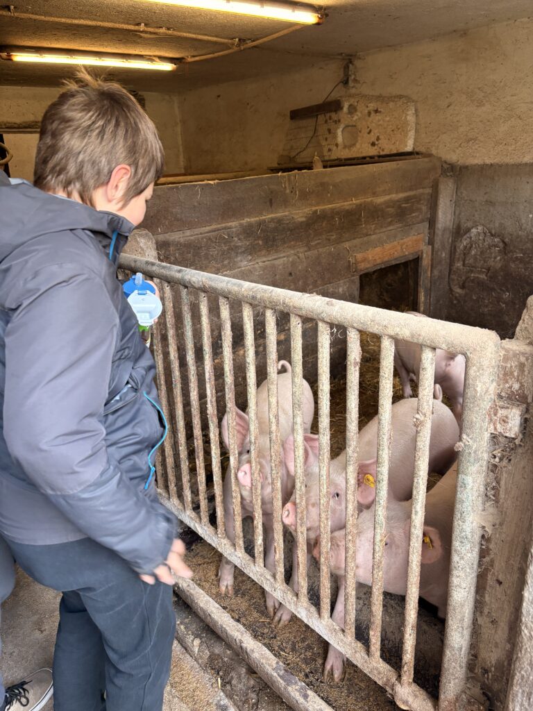 Besuch am Bauernhof Schifferl
