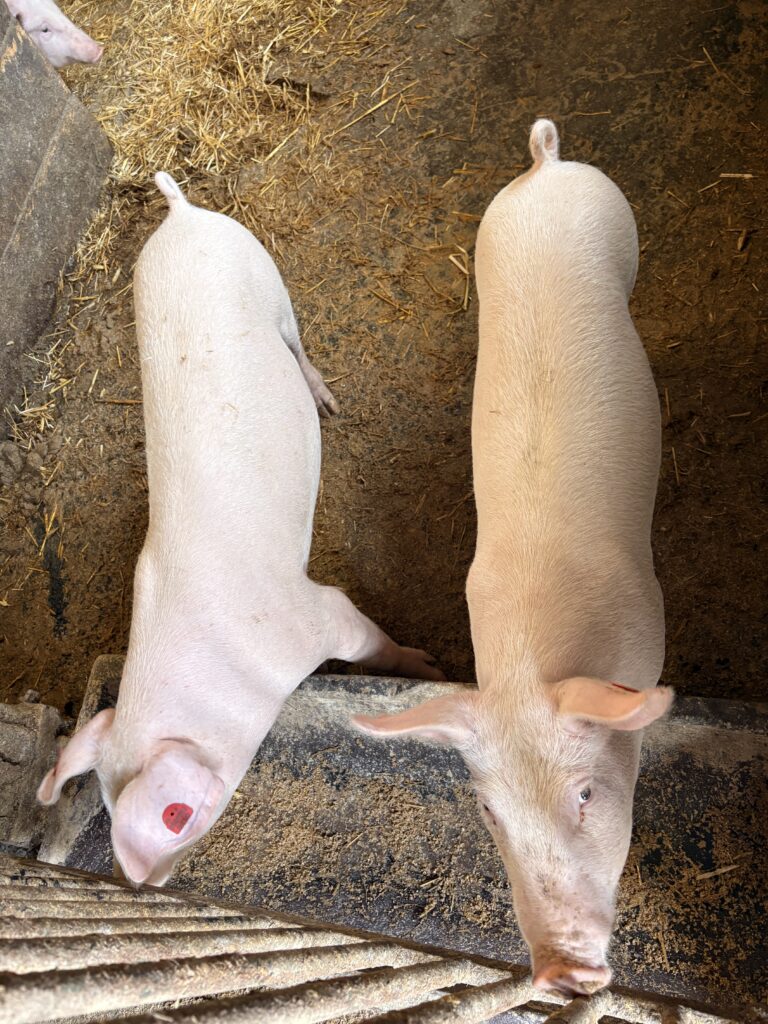 Besuch am Bauernhof Schifferl