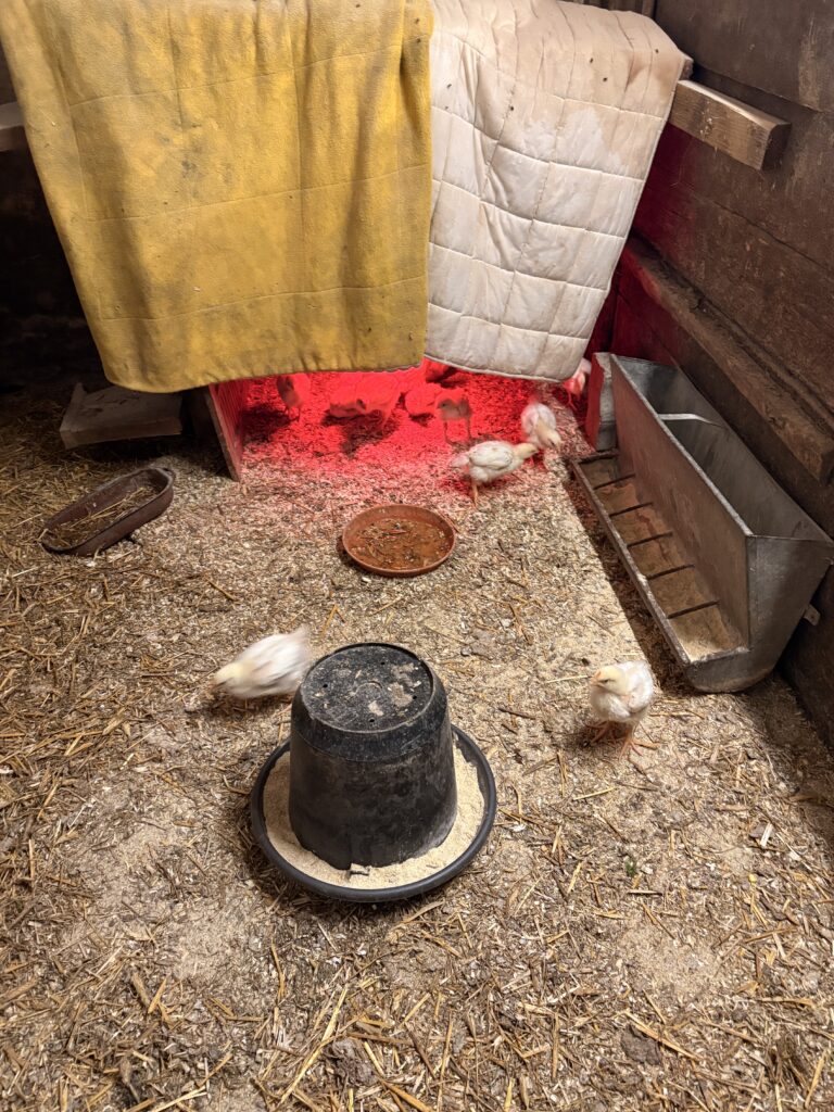Besuch am Bauernhof Schifferl