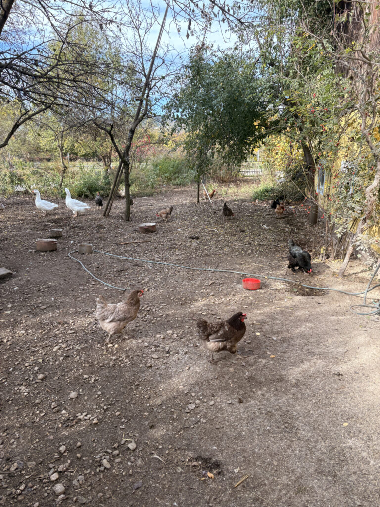 Besuch am Bauernhof Schifferl