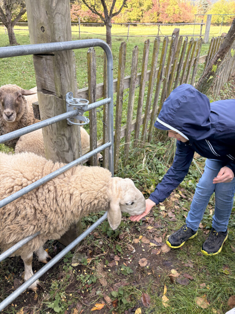 Besuch am Bauernhof Schifferl