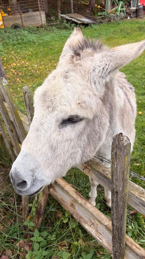 Besuch am Bauernhof Schifferl